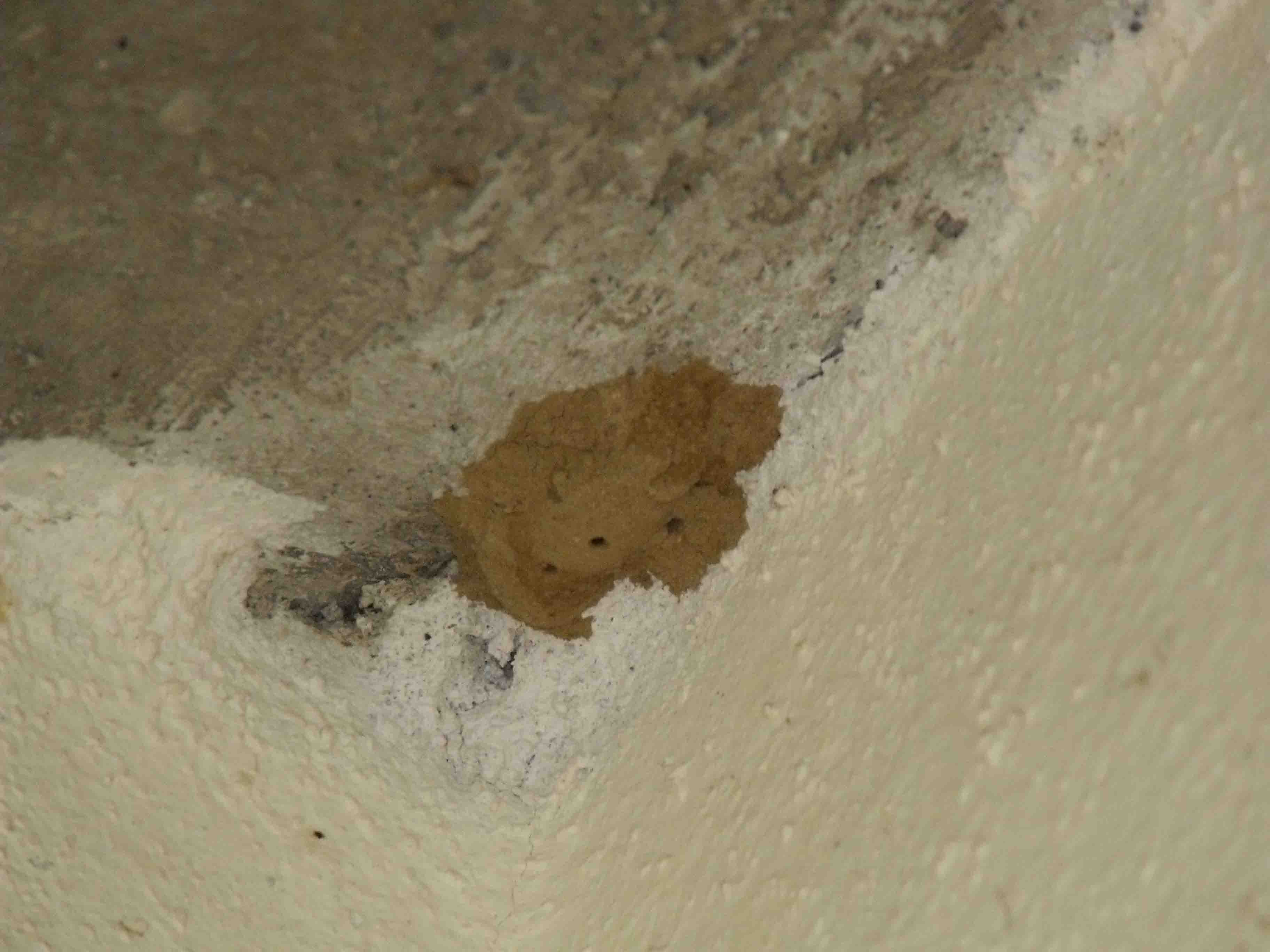 Nido di Chalicodoma cfr parietina